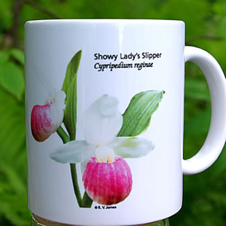 mug DS-025 Cypripedium reginae 7046.jpg